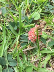 Indigofera spicata