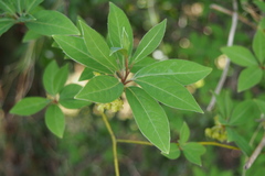 Lindera umbellata