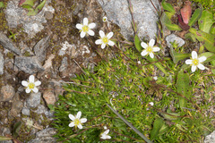 Minuartia recurva