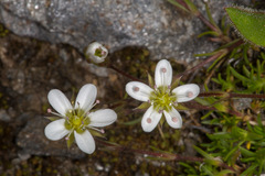 Minuartia recurva