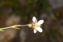 Minuartia recurva