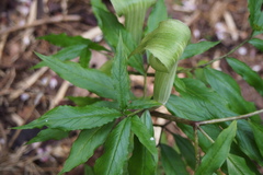 Arisaema serratum