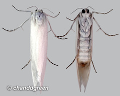Scirpophaga praelata