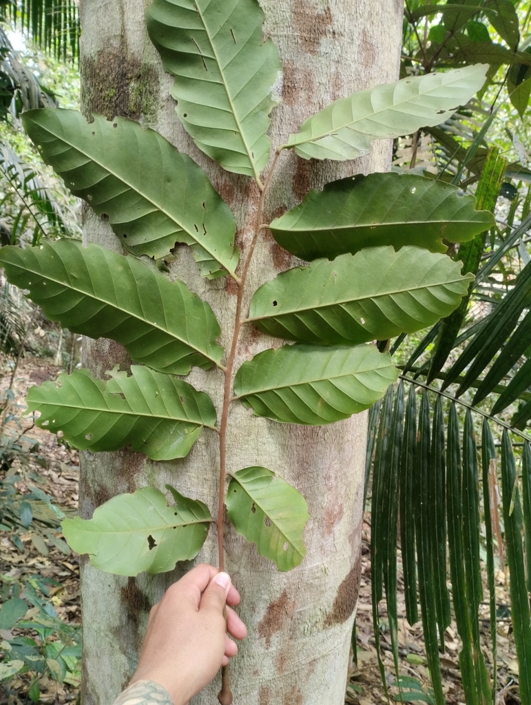 Aglaia oligophylla (Aglaia oligophylla)