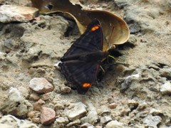 Doxocopa