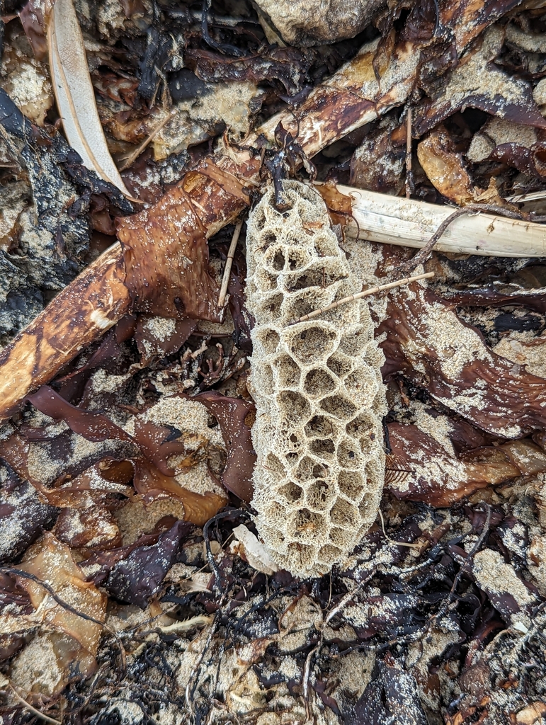 Holopsamma laminaefavosa