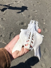 Pelecanidae