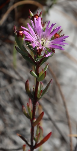 Image of Erepsia anceps by (c) Tony Rebelo, some rights reserved (CC BY-SA)