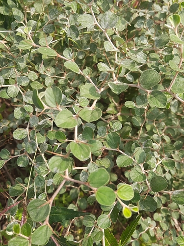 Image of Ziziphus nummularia by (c) Tarun Meena, some rights reserved (CC BY)