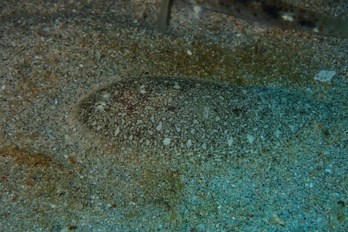 Blackspotted sole (Aseraggodes melanostictus) — Soleidae