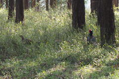 Phasianus versicolor