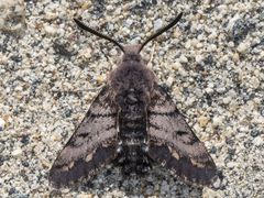 Euproserpinus phaeton