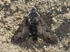 Euproserpinus phaeton