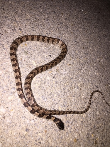 Photo of a Elegant Snail-eater (Dipsas elegans)