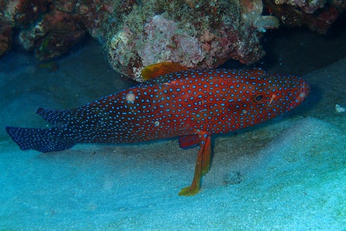 Maldive Grouper