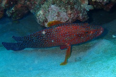 Maldive Grouper