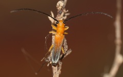 Obereopsis