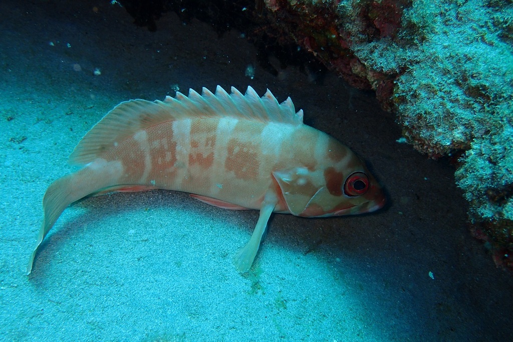 Blacktip Grouper from Exmouth, WA, Australia on November 25, 2023 at 10 ...