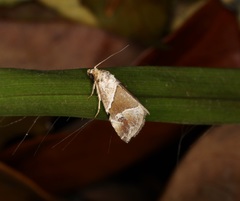 Maliattha separata