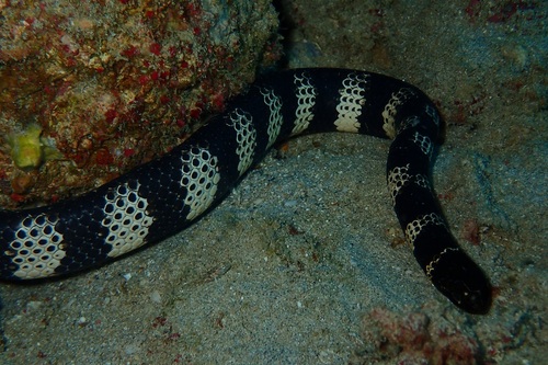 Western Turtle-headed Sea Snake
