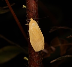 Manulea fuscodorsalis