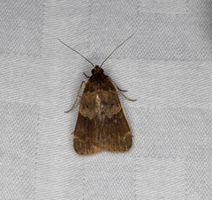 Hydrillodes nilgirialis