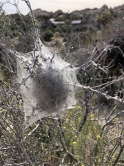 Malacosoma californica
