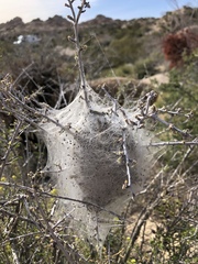 Malacosoma californica