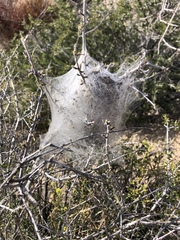 Malacosoma californica
