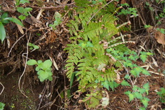 Dryopteris lacera