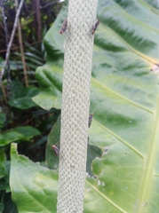 Glyphidops pluricellatus