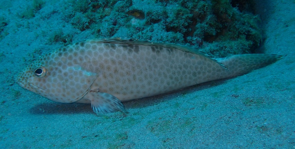 Brownspotted grouper (Epinephelus bilobatus) — Serranidae