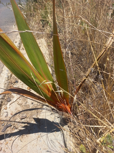 Image of Watsonia marginata by (c) Jared Zachary Herman, some rights reserved (CC BY)