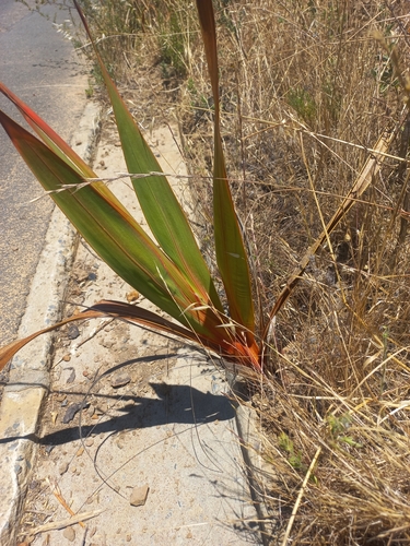 Image of Watsonia marginata by (c) Jared Zachary Herman, some rights reserved (CC BY)