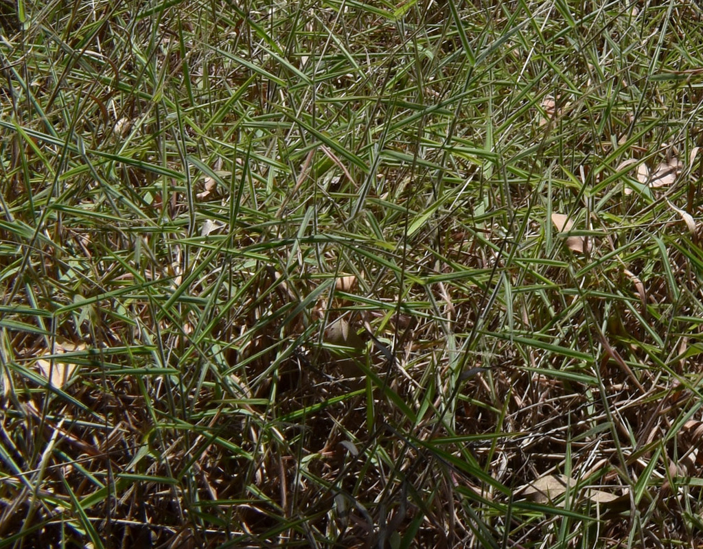 Molasses Grass from Garrawalt QLD 4850, Australia on October 25, 2023 at 1047 AM by Russell