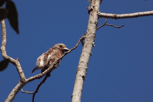 Whyte's Barbet (Stactolaema whytii), photo 10
