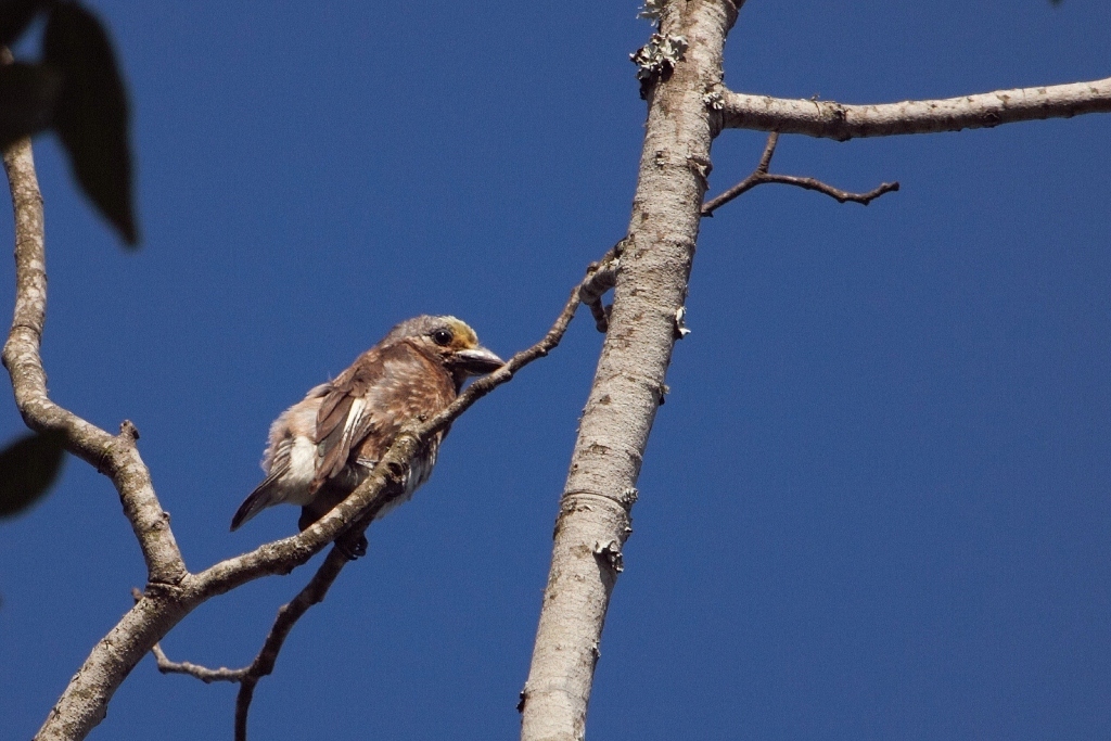 Whyte's Barbet (Stactolaema whytii), photo 9
