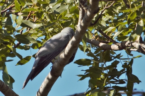 White-breasted Cuckooshrike (Ceblepyris pectoralis), photo 3