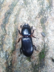 Odontotaenius