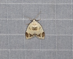 Neoduma kuangtungensis