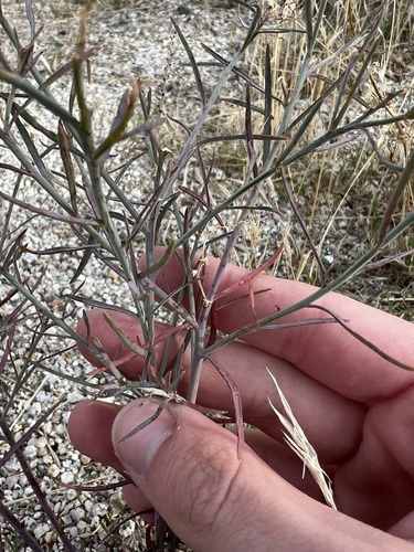 Image of Stillingia linearifolia by no rights reserved