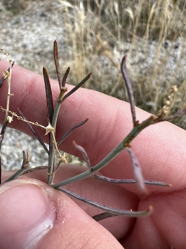 Image of Stillingia linearifolia by no rights reserved