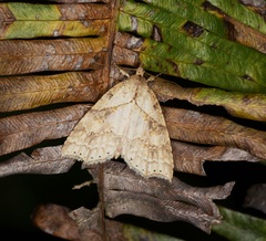 Olulis puncticinctalis