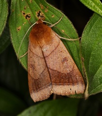 Ophiusa trapezium