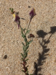 Linaria pedunculata