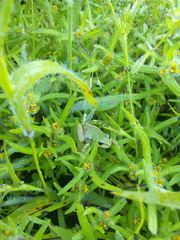 Hyla wrightorum