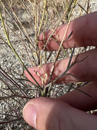 Image of Stillingia linearifolia by no rights reserved