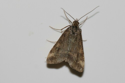 Pyrausta despicata