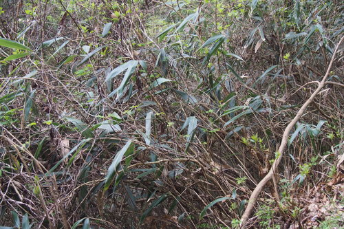 Sasamorpha borealis, photograph 2