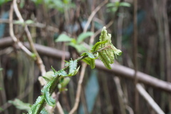 Dryopteridaceae